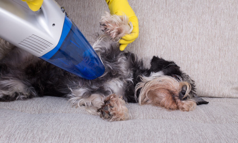 🏅 11 Best Vacuums for Pet Hair of 2019 (Cat & Dog Hair)