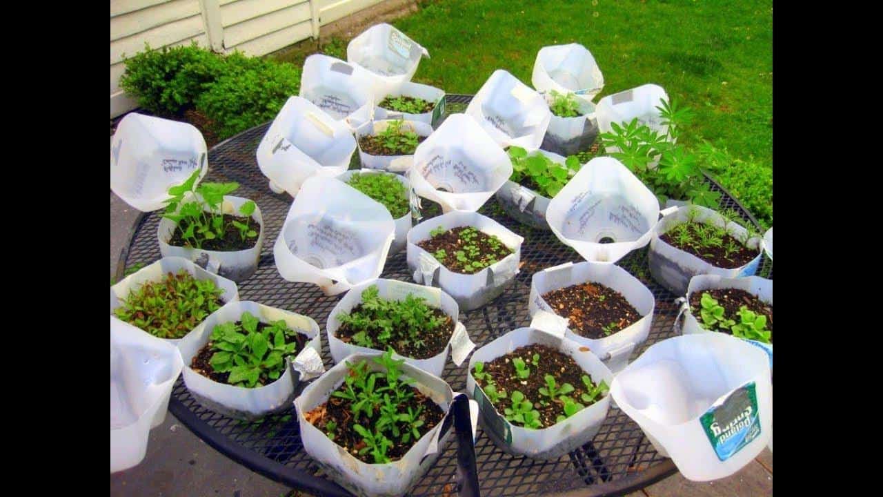 Create a mini greenhouse from a milk or oil jar