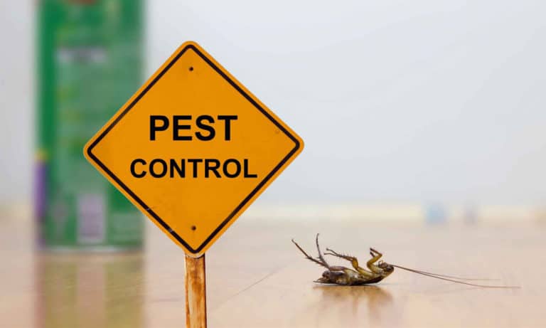 Why You Should Hire A Pest Control Company